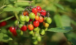 94. Solanum dulcamara