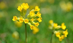 98. Primula 98. Primula